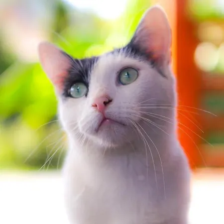 Naposoldal Vendeghaz アパート