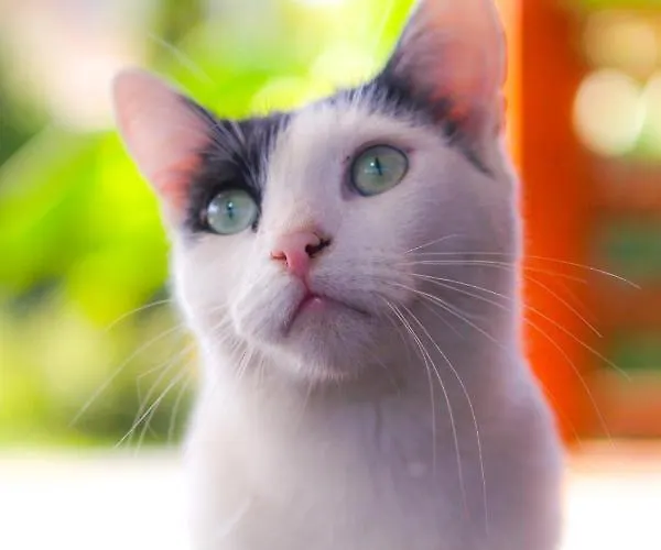 Naposoldal Appartamento